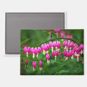 Bleeding Heart Flower Magneet (Voorkant / Achterkant)