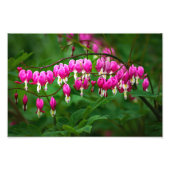 Bleeding Heart Flowers Foto Afdruk (Voorkant)