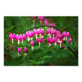 Bleeding Heart Flowers Foto Afdruk