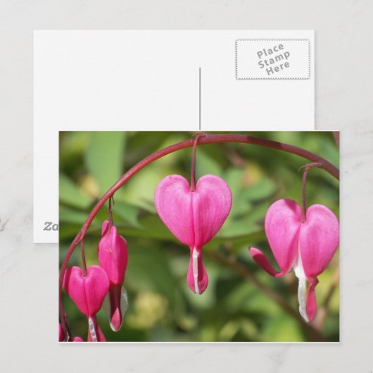 Bleeding Hearts Briefkaart (Voorkant / Achterkant)