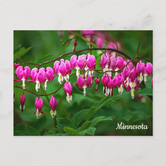 Bleeding Hearts Postcard Briefkaart (Voorkant)