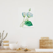 Bleek blauw Lotus Flower Botanical Illustration Poster (Keuken)