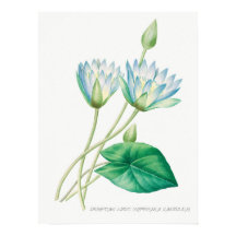 Bleek blauw Lotus Flower Botanical Illustration