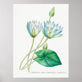 Bleek blauw Lotus Flower Botanical Illustration Poster