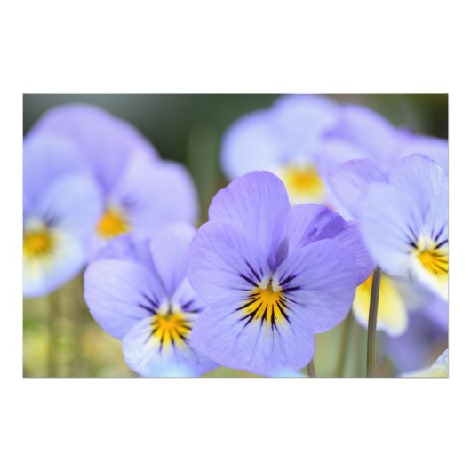 Bleek Blauw Pansies Foto afdrukken (Voorkant)