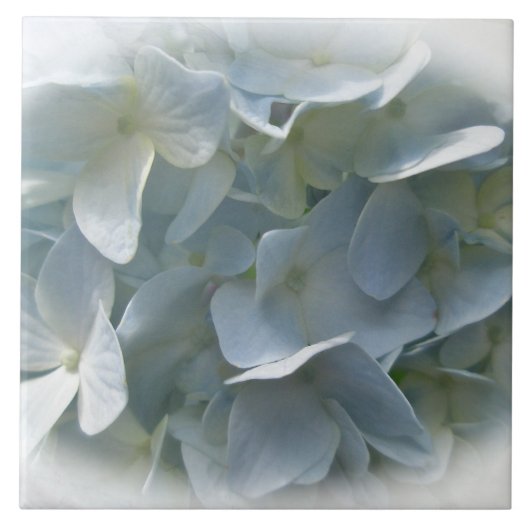 Bleek Blue Hydrangea Flowers Tegeltje (Voorkant)