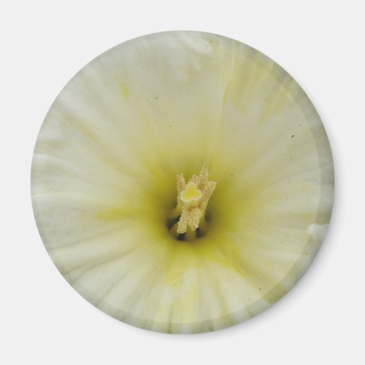 Bleek Daffodil Magnet (Voorkant)