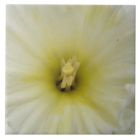  Bleek Daffodil Tile Tegeltje (Voorkant)