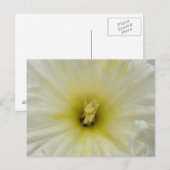 Bleek DaffodilBriefkaart Briefkaart (Voorkant / Achterkant)