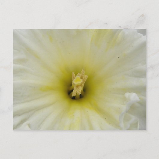Bleek DaffodilBriefkaart Briefkaart (Voorkant)
