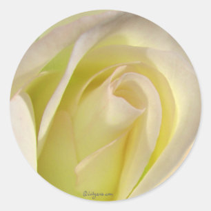 Bleek Geel Beige Rozen Bud Sticker