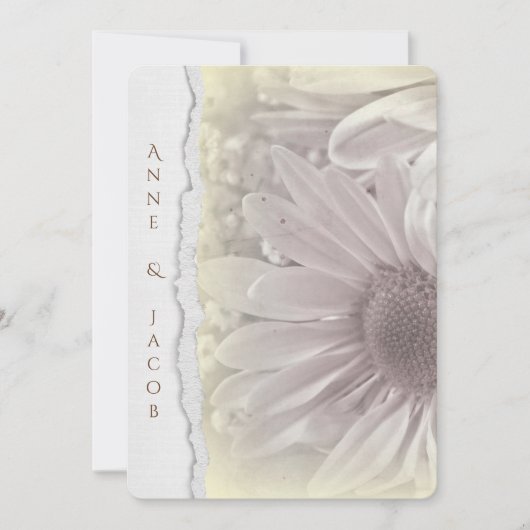 bleek gele daisy macro op verscheurd randpapier kaart (Voorkant)