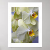 Bleek Gele Moth Orchids Floral Poster (Voorkant)