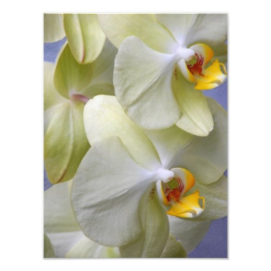 Bleek gele phalaenopsis orchideeën foto afdruk (Voorkant)