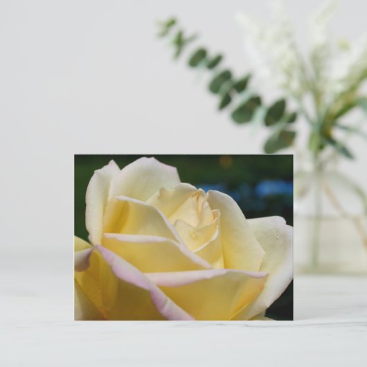 Bleek gele rozenbloem briefkaart (Staand voorkant)