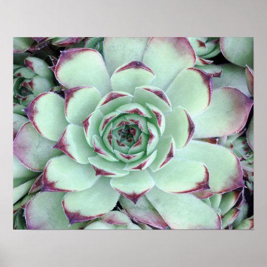 Bleek Groen met Paarse Succulent Close-Up Foto Poster (Voorkant)