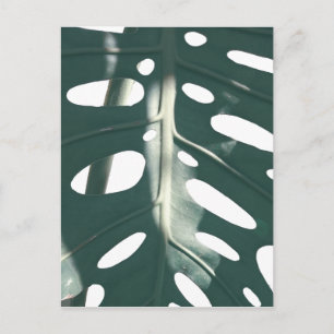 Bleek Groen Pastel Zwitsers Plant Briefkaart