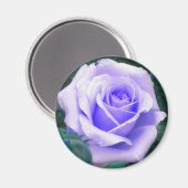 Bleek lavender Roos magnet (Voorkant / Achterkant)
