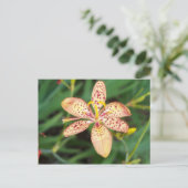 Bleek oranje gevlekte Blackberry lily Briefkaart (Staand voorkant)