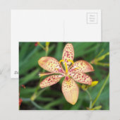 Bleek oranje gevlekte Blackberry lily Briefkaart (Voorkant / Achterkant)
