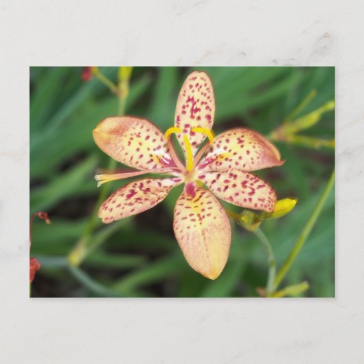 Bleek oranje gevlekte Blackberry lily Briefkaart (Voorkant)