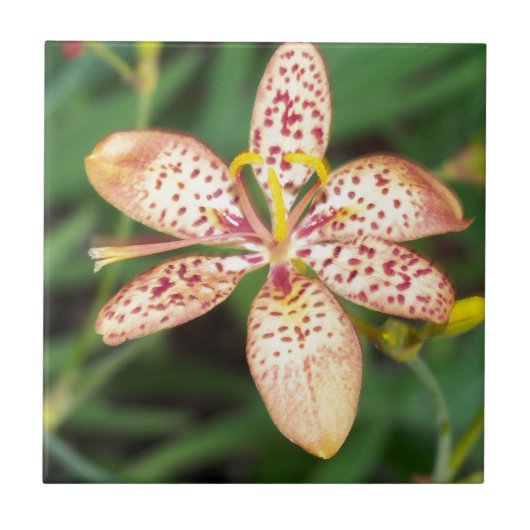 Bleek oranje gevlekte Blackberry lily Tegeltje (Voorkant)