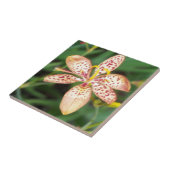 Bleek oranje gevlekte Blackberry lily Tegeltje (Zijkant)