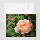 Bleek Oranje Roos en Buds Briefkaart (Voorkant / Achterkant)