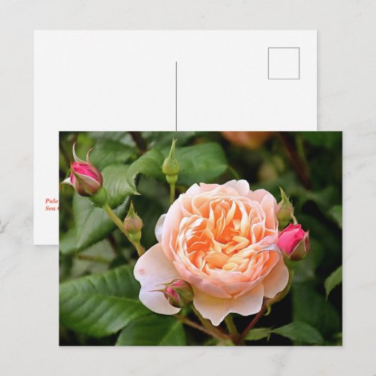 Bleek Oranje Roos en Buds Briefkaart (Voorkant / Achterkant)