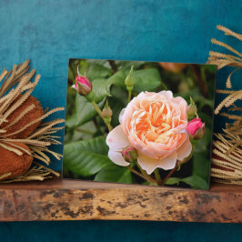 Bleek Oranje Roos en Buds Fotoplaat