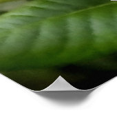 Bleek Oranje Roos en Buds Poster (Hoek)