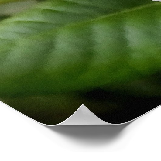 Bleek Oranje Roos en Buds Poster (Hoek)