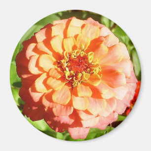 Bleek Oranje Zinnia Magnet