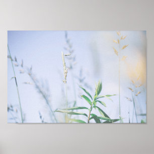 Bleek pasta Green Grass Reeds Meadow Sky Poster