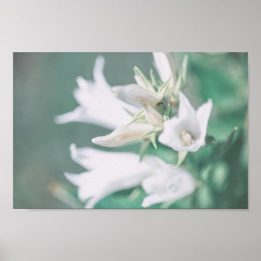 Bleek pasta Green White Bell Flowers Poster (Voorkant)