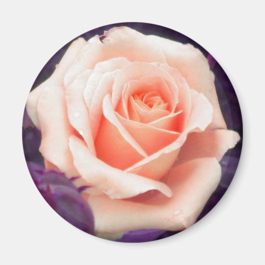 Bleek Peach Roos Magnet (Voorkant)