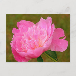 Bleek Pink Peony Briefkaart