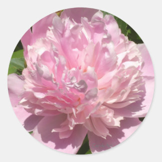 Bleek Pink Peony Ronde Sticker