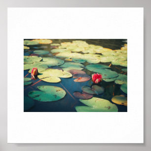 Bleek Rood Water Lily Bloem Planten Poster