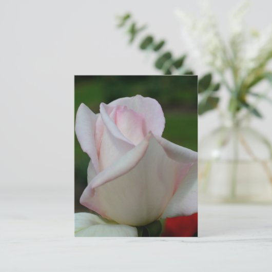 Bleek Rosebud Flower Briefkaart (Staand voorkant)