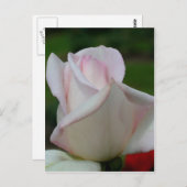 Bleek Rosebud Flower Briefkaart (Voorkant / Achterkant)