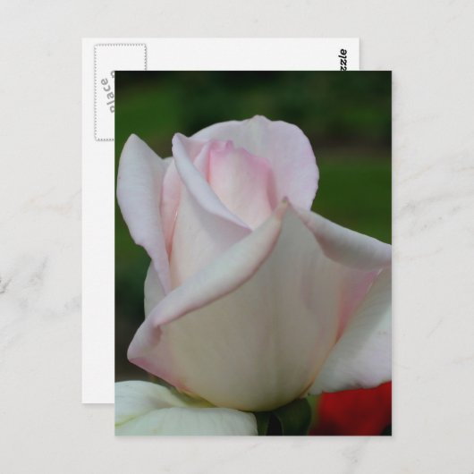 Bleek Rosebud Flower Briefkaart (Voorkant / Achterkant)