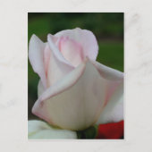 Bleek Rosebud Flower Briefkaart (Voorkant)