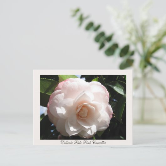 Bleek roze Camellia Briefkaart (Staand voorkant)