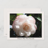 Bleek roze Camellia Briefkaart (Voorkant / Achterkant)