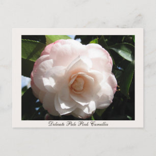 Bleek roze Camellia Briefkaart