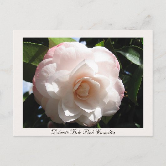 Bleek roze Camellia Briefkaart (Voorkant)