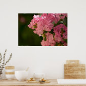 Bleek Roze Crepe Myrtle Blossom Poster (Keuken)