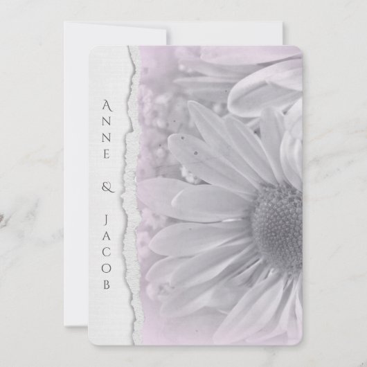 bleek roze daisy macro op verscheurd randpapier kaart (Voorkant)