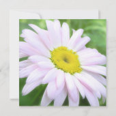 Bleek roze gekleurde draisy kaart (Achterkant)